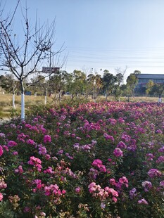 绚烂花海