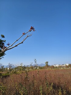 旷野蓝天枯枝远景