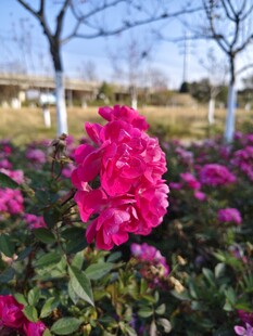 粉色花卉