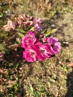 粉色花朵