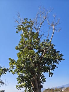 蓝天映衬下的树木