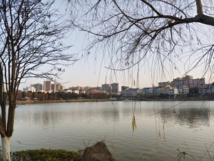 湖畔冬景 光秃树枝映湖水
