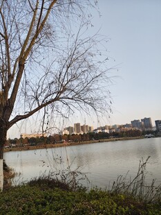 湖畔枯树风景