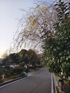 秋日路旁垂柳