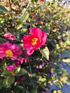 山茶花