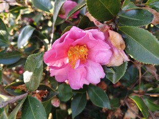 粉色山茶花