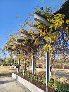 户外藤蔓景观长廊