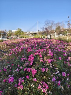 绚烂花海