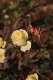 黄色月季花