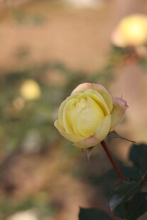 黄色月季花