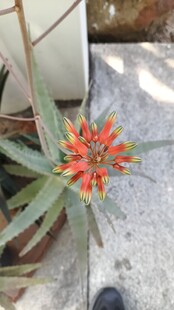 鲜艳芦荟花绽放