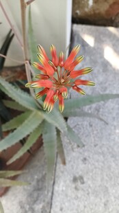 鲜艳芦荟花绽放