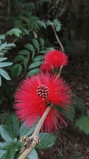 艳丽朱缨花