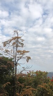 孤树挺立在葱郁植被间