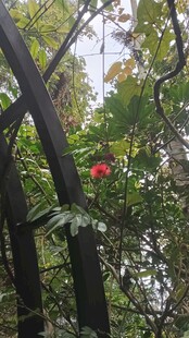 绿叶间的娇艳红果