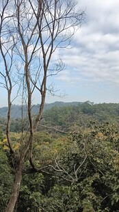 荒野枯树与繁茂植被景观