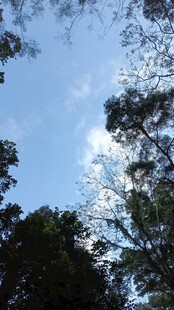 仰望林间蓝天