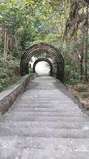 林间石径通向幽邃隧道