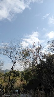 野外林景