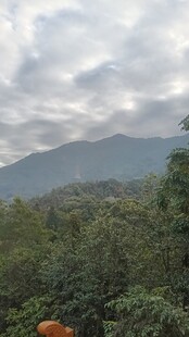 云雾缭绕的山林美景