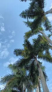 高大棕榈树