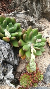 多肉植物