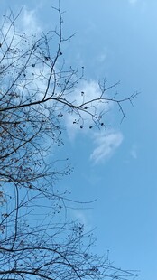 蓝天树枝剪影