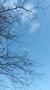 蓝天树枝剪影