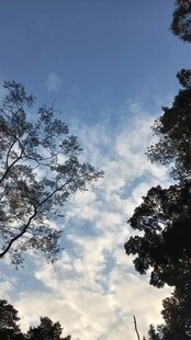 蓝天绿树间的自然景致