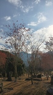 冬日林间景致