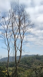 枯树挺立在山野间