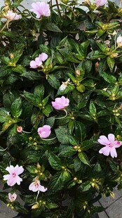 粉色小花绽放绿叶间