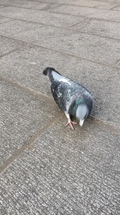灰鸽子