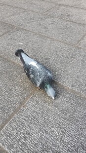 鸽子 