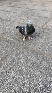 鸽子