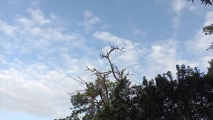 蓝天枯树与繁茂绿植