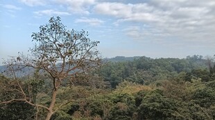 山林景致