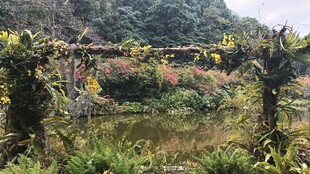 山间繁茂植被