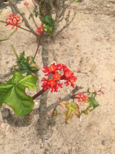 艳丽红色小花