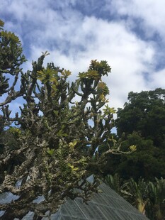枝头绿植与蓝天白云相映