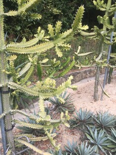 带刺仙人掌植物景观