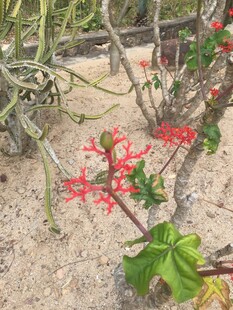 花卉植物