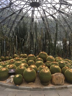 仙人掌景观