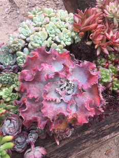 多肉 