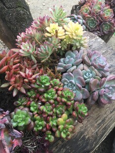 多彩多肉植物组合