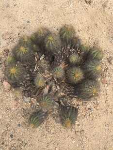 仙人掌