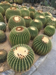 仙人球