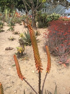 芦荟植物