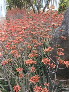 橙红花朵繁茂的植物