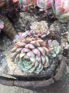 多肉植物